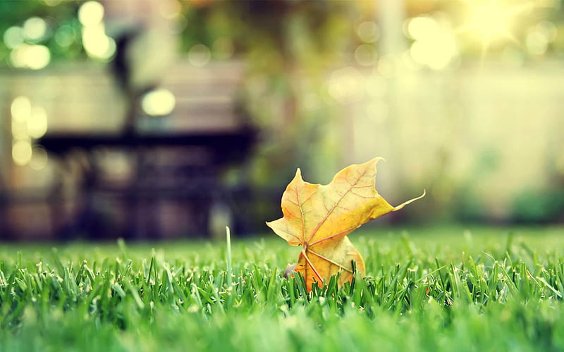 leaf on grass-Landscape with beat, HD wallpaper