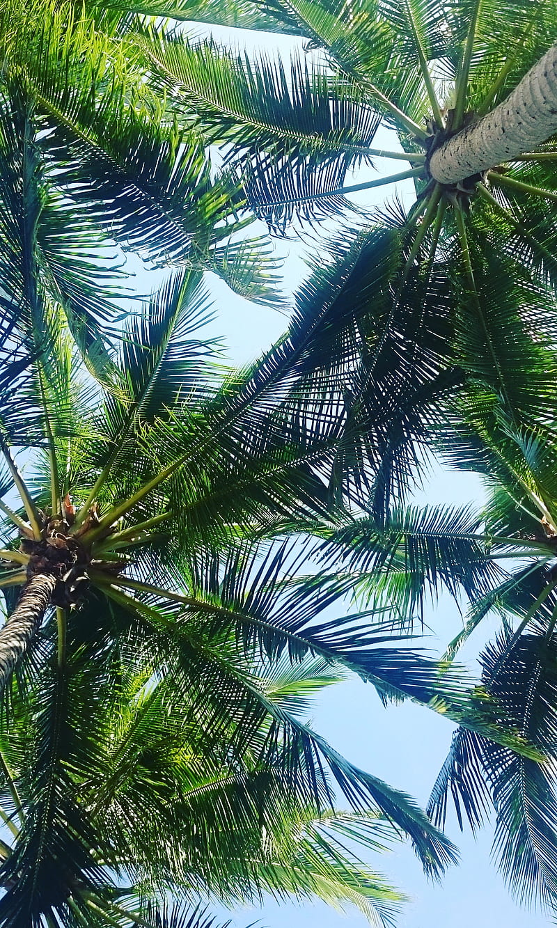 Tropical paradise, bonito, blue, green, palmtree, sunshine, tree, HD ...