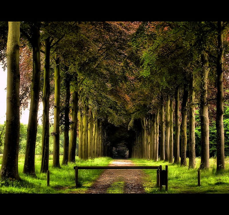 Lost in the green, forest, dense, pathway, dark, trees, HD wallpaper