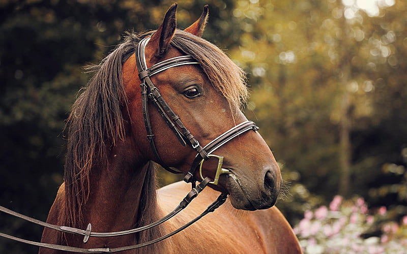 Horses, horse, race, HD wallpaper