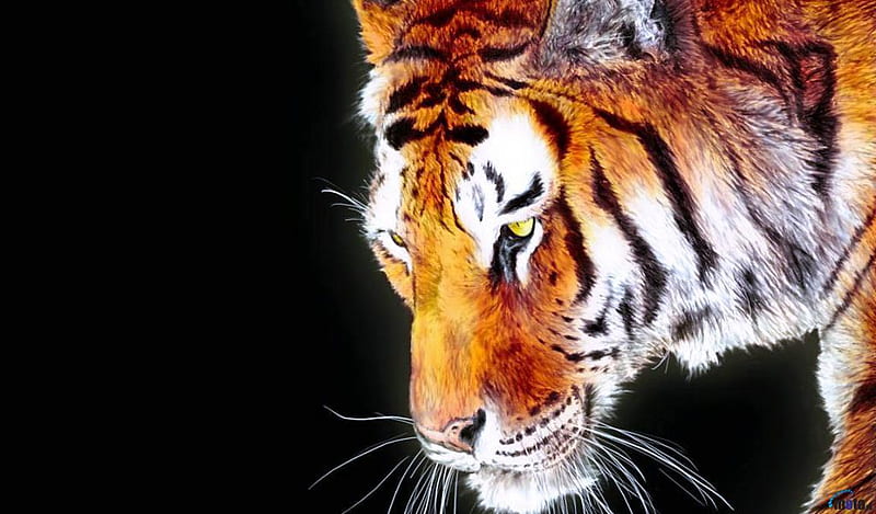 Sad-Tiger, sad, closeup, face, tiger, animals, HD wallpaper