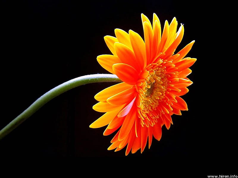 SINGLE FLOWER, gerbera, flowers, nature, orange, HD wallpaper