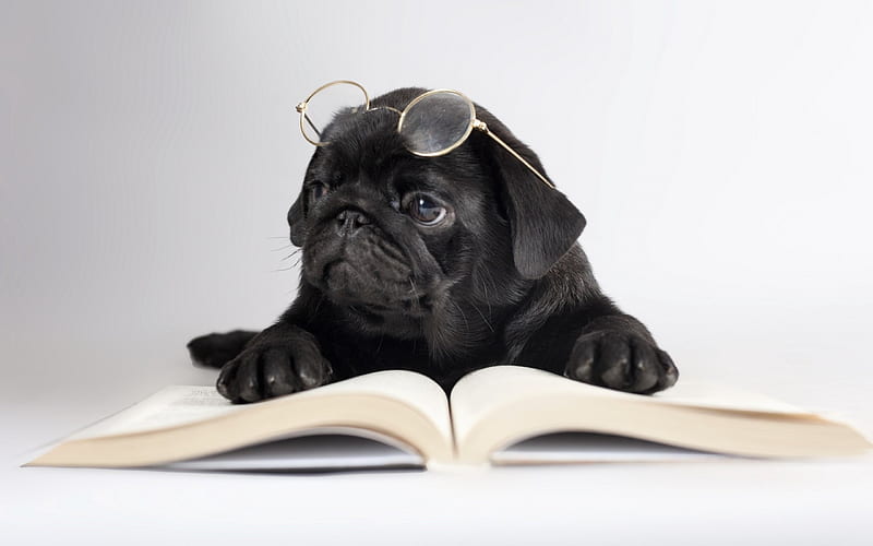 look i,m trying to read, book, glasses, black, pug, HD wallpaper