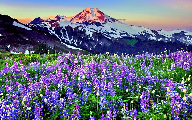 SPRING LUPINE FIELDS in the MOUNTAIN, flower fields, sky clouds, spring ...