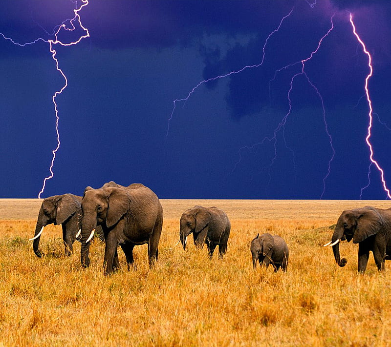 Elephant, african, elephants, HD wallpaper