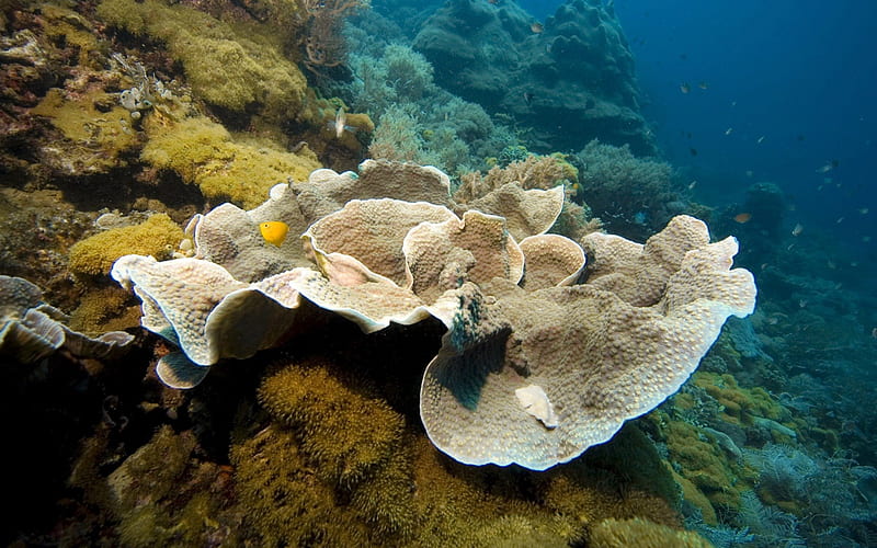 Gorgeous Coral Reef, Coral Reefs, Sealife, Oceans, Underwater, Nature, HD wallpaper