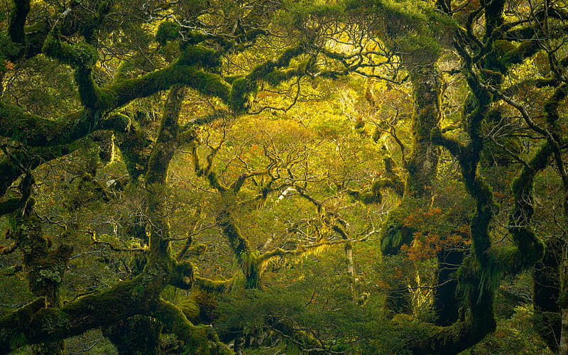 Rainforest Milford Sound New Zealand 2022 Bing, HD wallpaper