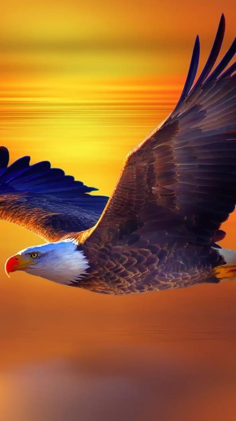eagle , bird, fly, lockscreen, HD phone wallpaper
