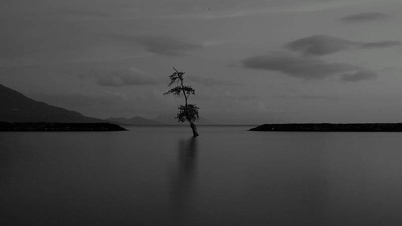 / lake, tree, lonely, dark, gloomy, bw, HD wallpaper