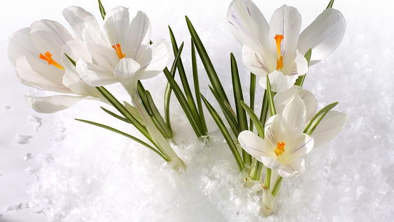 Snowdrops Ice, pristine, spring, floral, winter, snow, ice, flowers, white, frost, HD wallpaper