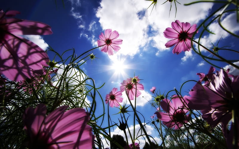 Under the sun wild flowers-Summer romance Feelings, HD wallpaper