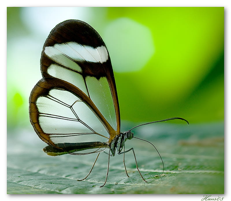 Glasswing, transparent, butterfly, black, white, leaf, HD wallpaper