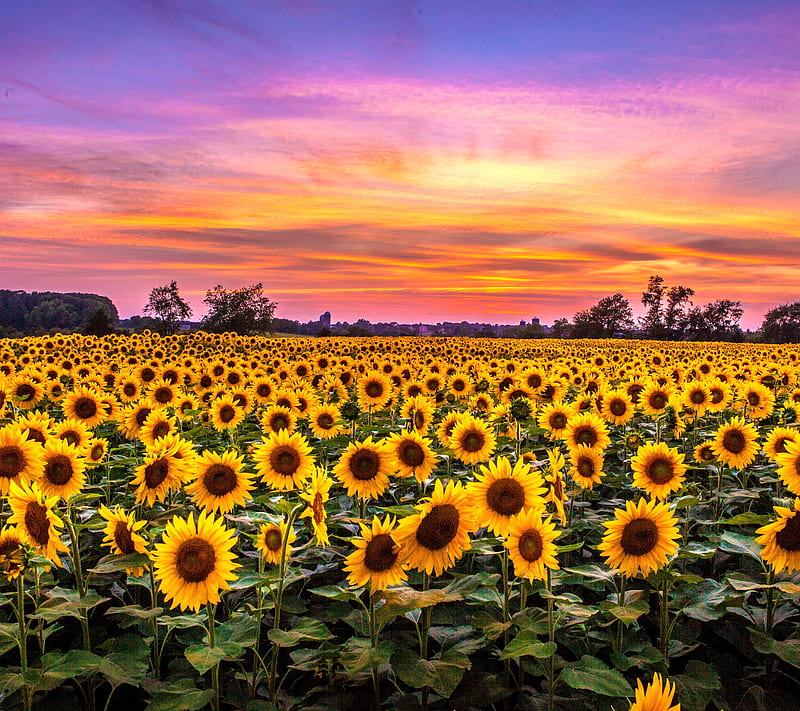 Sunflowers, flowers, sun, sunshine, HD wallpaper