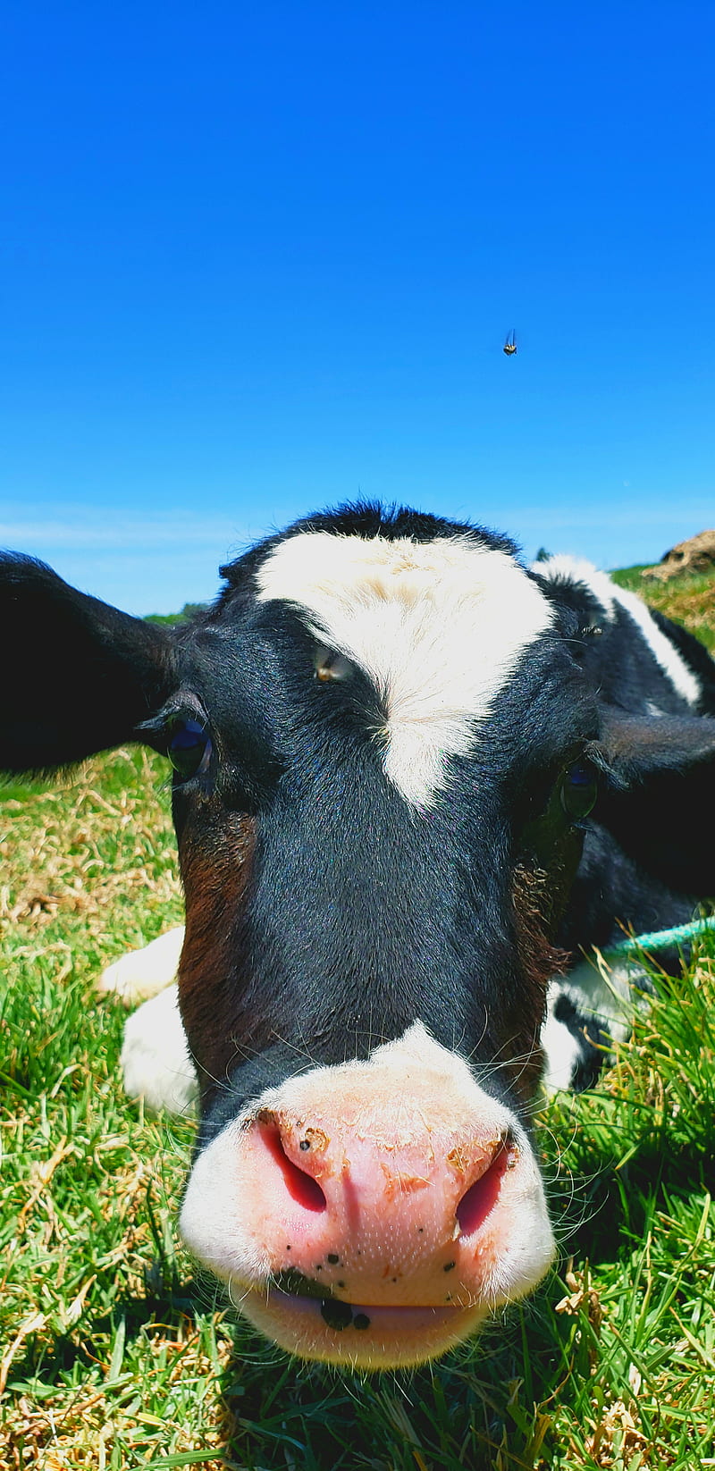 Vaca2, animales, vaca, vacas, granja, granjas, Fondo de pantalla de  teléfono HD | Peakpx