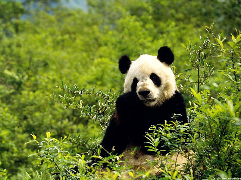 panda, endangered, wild, china, bear, animal, bamboo, HD wallpaper