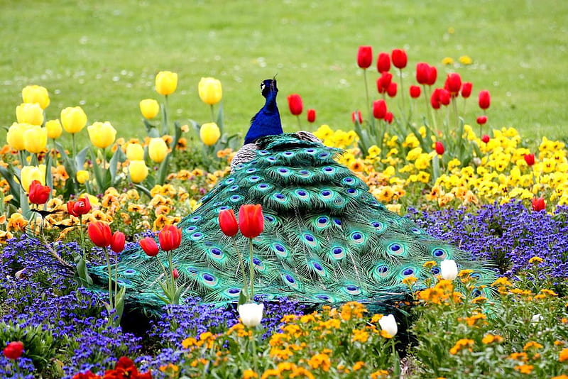 Peacock, red, pasare, tail, yellow, bird, feather, paun, flower, blue, HD wallpaper