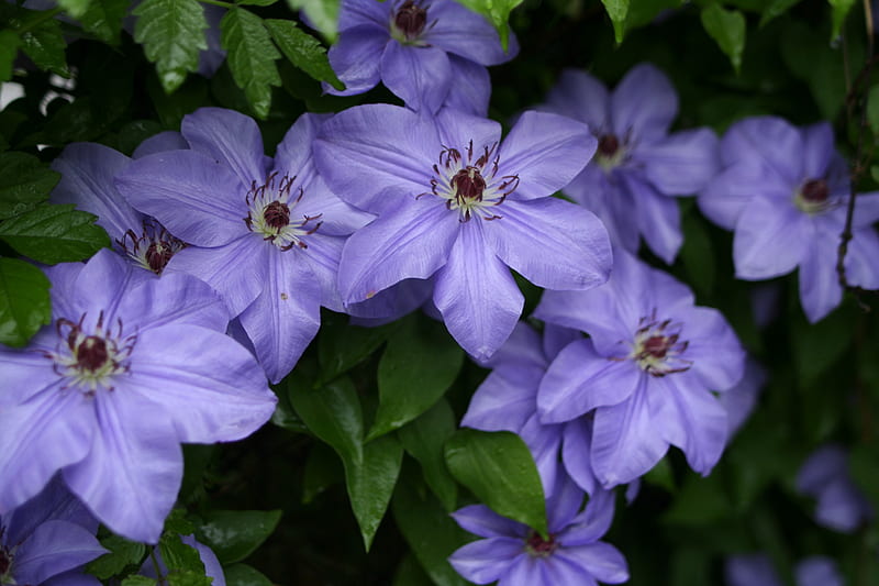 Beautiful flowers clematis blue, flowers, HD wallpaper