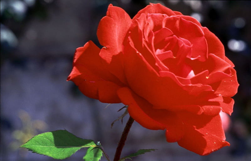 Sweet Red Red Rose Bonito Rose Sweet Hd Wallpaper Peakpx