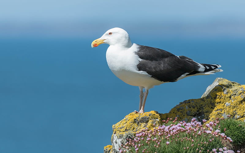 Great Black Backed Gull, seagull, bird, sea, animal, HD wallpaper