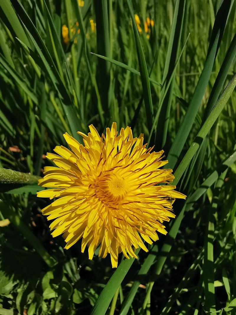 Flower, blossom, blume, gelb, green, nature, wiese, yellow, HD phone