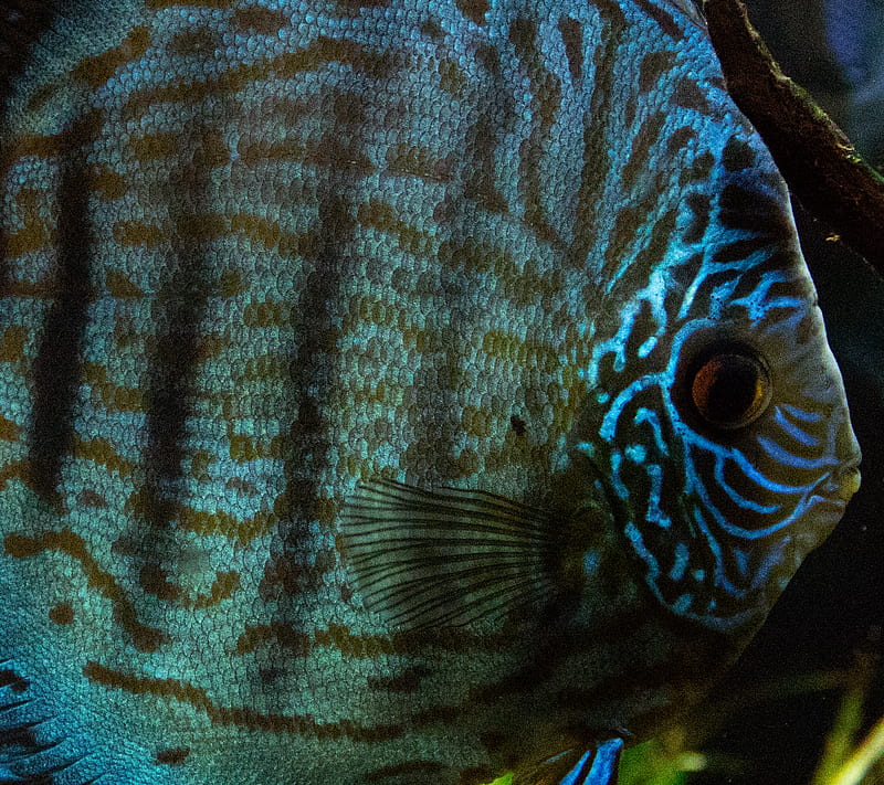 discus fish, HD wallpaper