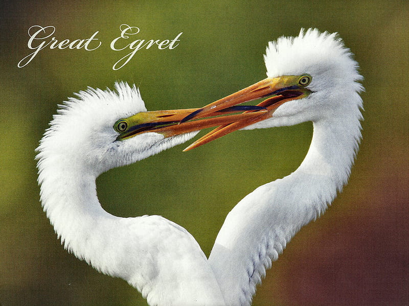 Great Egrets - Birds, animal, graphy, egret, bird, avian, wildlife, great, white, courting, HD wallpaper