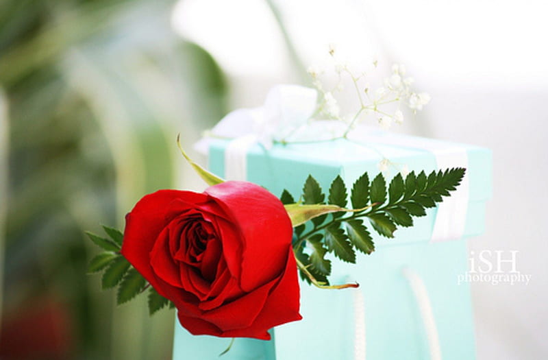 I give you a rose redhead..., red roses, for u, rose, wedding bride, love, one, passion, gift, HD wallpaper