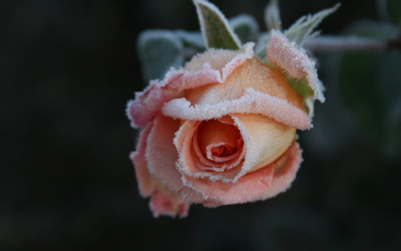 Rose covered with frost, flower, rose, snow, orange, HD wallpaper | Peakpx