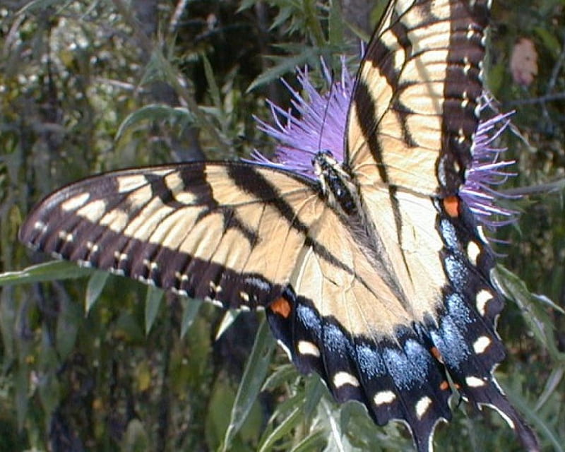 Swallowtail Butterfly closeup, closeup, swallowtail butterfly, mauve flower, garden, HD wallpaper