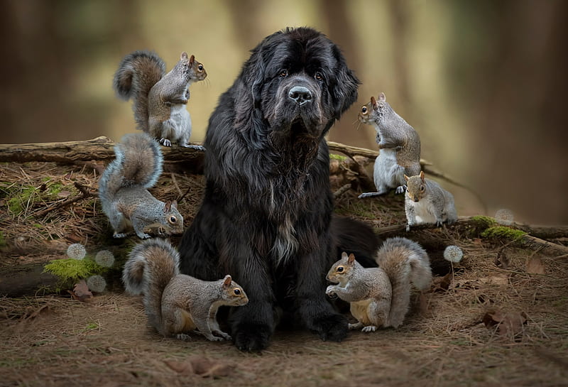 Terra Nova dog and squirrels, squirrel, veverita, terra nova, black, caine, newfoundland, animal, dog, HD wallpaper
