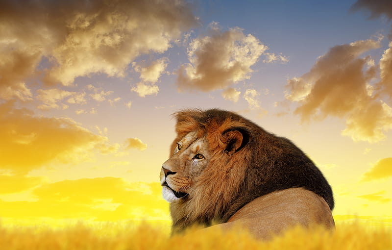 Lion Ultra , lion, animals, HD wallpaper