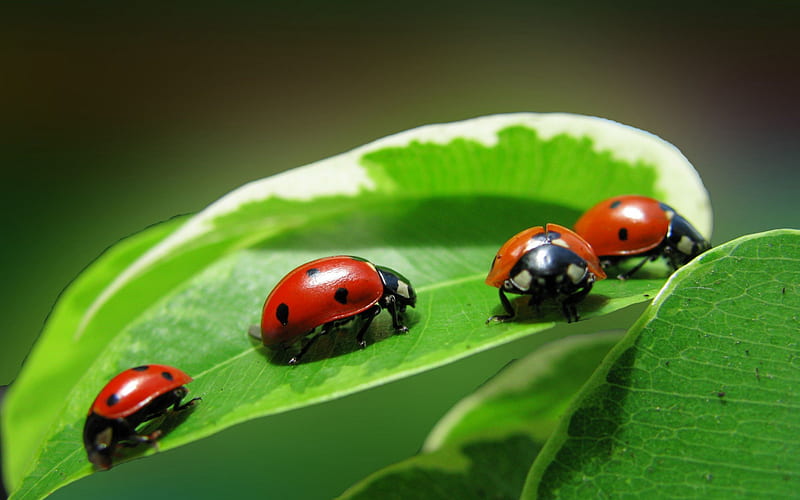 *** Ladybug ***, bug, ladybug, green, bugs, animals, leaf, HD wallpaper