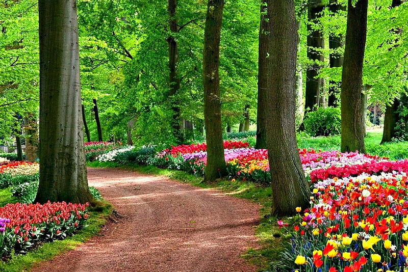 Spring Park, flowers, Spring, park, tulips, road, trees, HD wallpaper