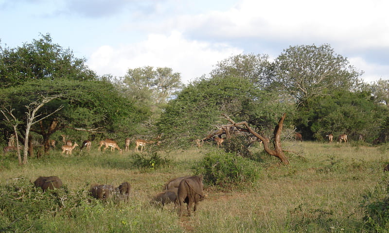 Common Warthog and antelope, ecology, pig, warthog, ecosystem, antelope, habitat, HD wallpaper