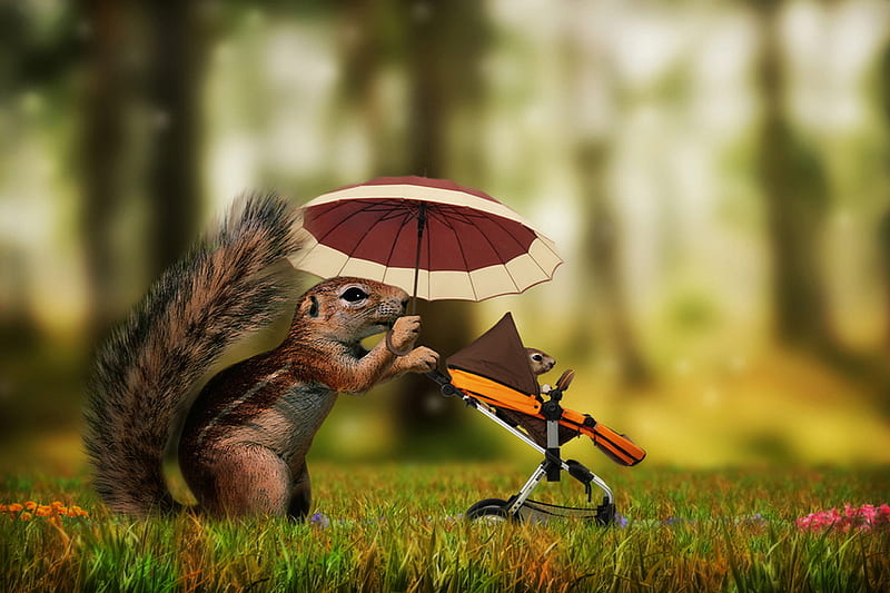 November Stroll, cute, amazing, autumn, squirrels, manipulated, funny,  hopped, HD wallpaper | Peakpx