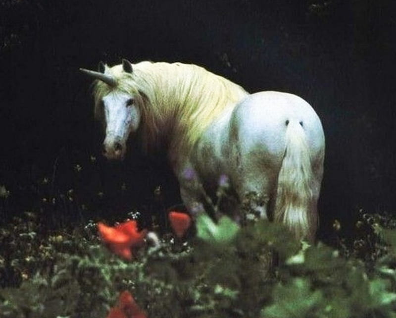 Unicorn between flowers, red, white, horse, horned, HD wallpaper