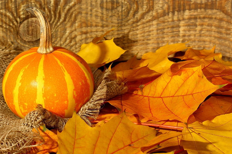 Autumn Still Life, burlap, Fall, still life, leaves, gourd, pumpkin, Autumn, wood, HD wallpaper