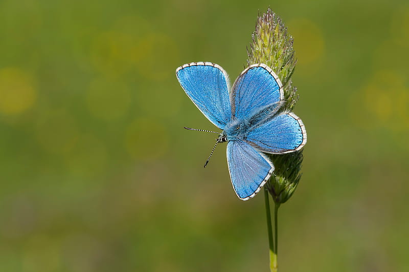 Animal, Butterfly, Insect, Macro, HD wallpaper