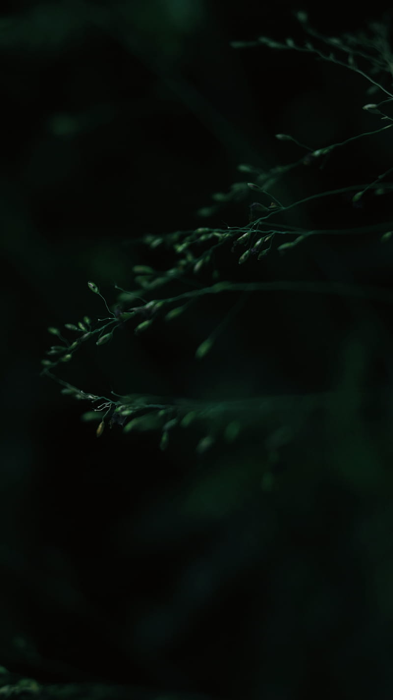 leaves, macro, dark, green, blur, HD phone wallpaper