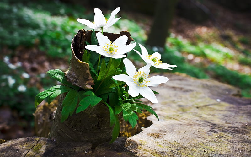 Flores silvestres de primavera, grafía, flor, belleza, naturaleza, primavera,  Fondo de pantalla HD | Peakpx