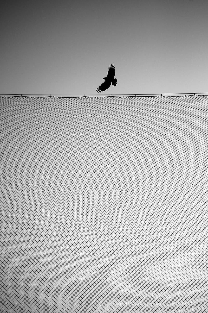 bird, fence, wings, bw, HD phone wallpaper