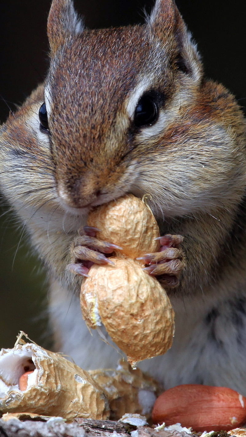 squirrel, peanuts, HD phone wallpaper