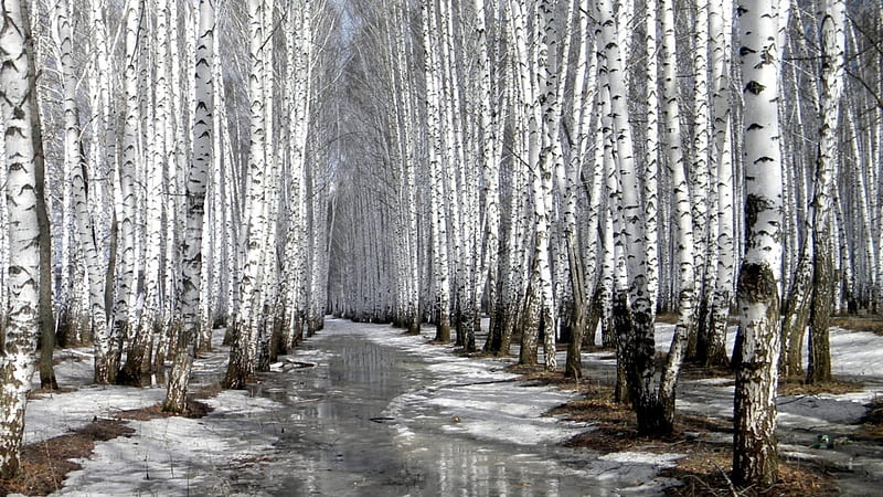 melting path in a birch forest, forest, path, ice, birch, melting, winter, HD wallpaper