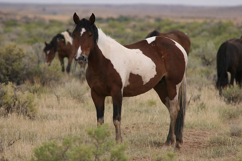 Wild paint Mustang, mustangs, paint horses, nature, herd of horses, wild horses, HD wallpaper