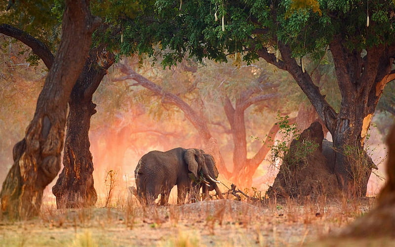 Elephants, wildlife, elephant family, sunset, Zimbabwe, Africa, Mana-Pulse, HD wallpaper
