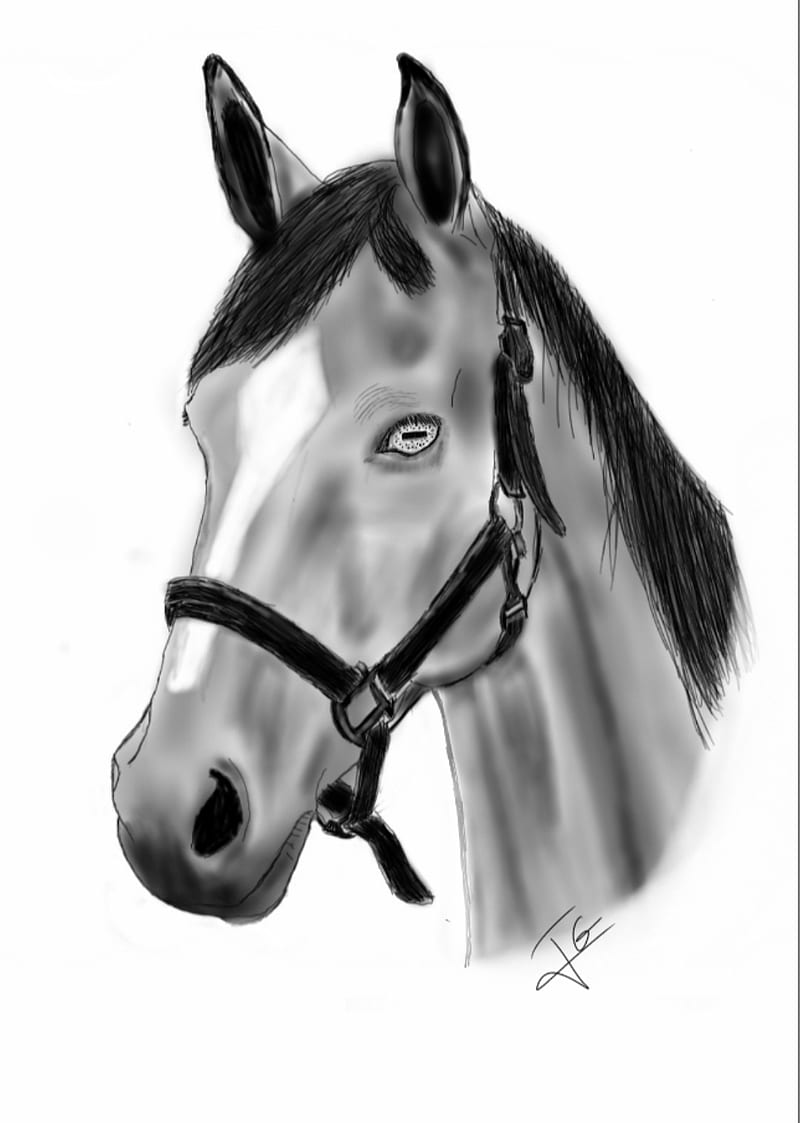 Horse portrait with realistic approach Drawing by Virat Singhal  Pixels