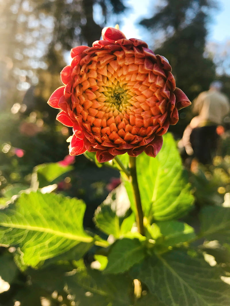 red flower in tilt shift lens, HD phone wallpaper