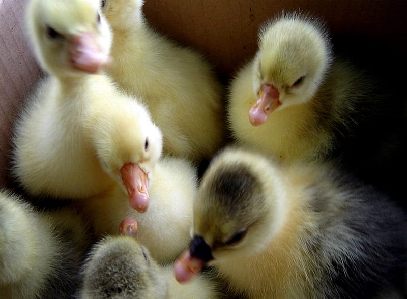 Little Fuzzies, fuzzy, ducks, babies, ducklings, easter, HD wallpaper