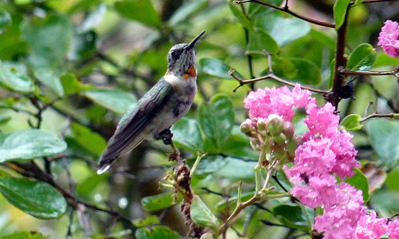 Red throated hummmingbird, bird, flower, crepe myrtle, hummingbird, red throat, HD wallpaper