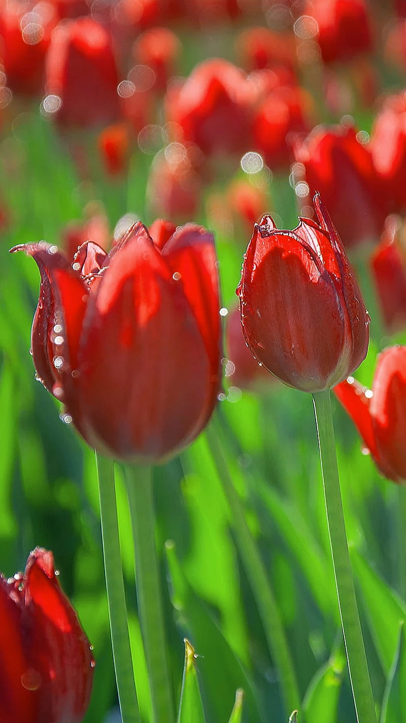 Red tulips, field, flowers, green, nature, red, tulips, waterlets, HD phone wallpaper